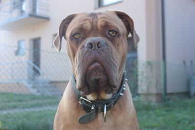 Close-up portrait of dog