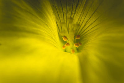 Close-up of pumpkin