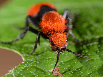 Close-up of insect on leaf