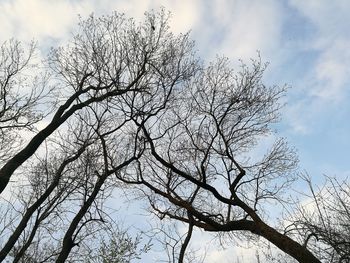 Low angle view of silhouette bare tree against sky