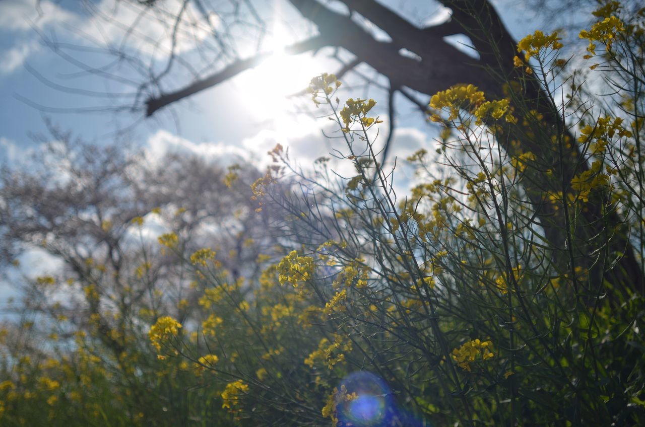 growth, nature, flower, beauty in nature, plant, fragility, tree, no people, sky, outdoors, day, tranquility, low angle view, freshness, wildflower, close-up, flower head