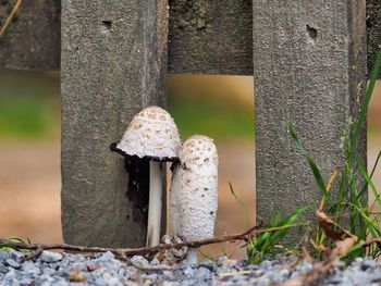 Close-up of mushroom growing on tree trunk