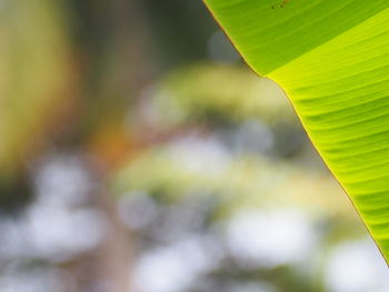 Close-up of fresh green leaves