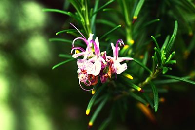 Close-up of flowers