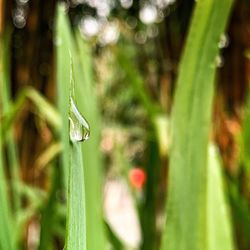 Close-up of insect on plant