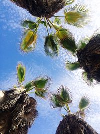 Low angle view of palm trees against the sky