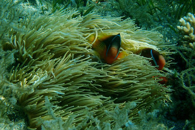 Fish swimming in sea