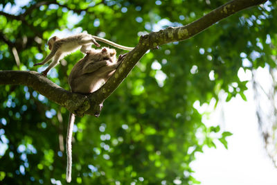 Young macaque monkey jumps playfully over mother on a tree branch, in ubud forest, bali, indonesia