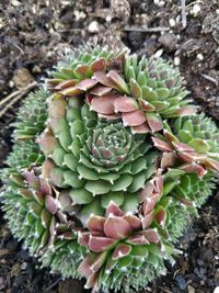 High angle view of succulent plant on field