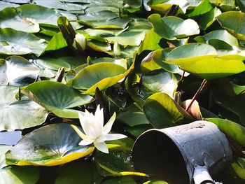 Close-up of lotus water lily