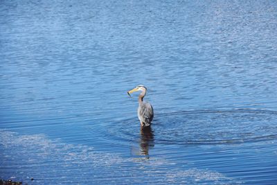 Herron in water