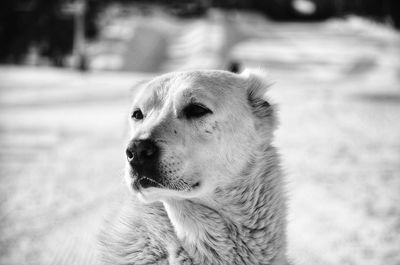 Close-up of dog looking away