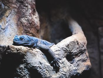 Close-up of lizard on rock