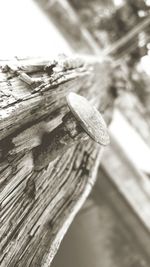 Close-up of insect on tree