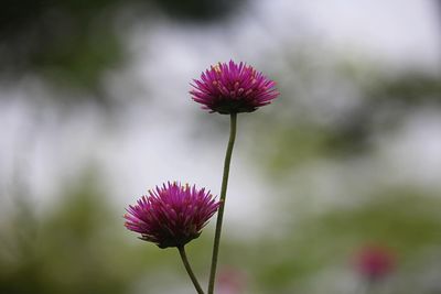 Close-up of pink flowering plant