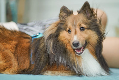 Smiling happy sheltie dog picnic in the house