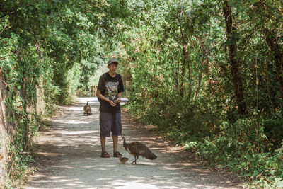 Man standing by peahens on footpath