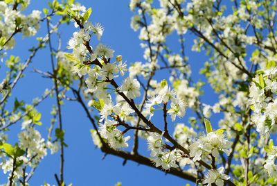 Low angle view of flowering tree against blue sky