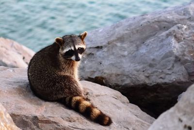 Close-up of raccoon sitting on rock