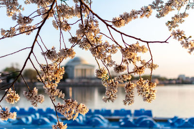 Cherry blossom tree against sky