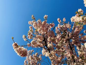 Low angle view of cherry blossom against blue sky