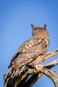 Low angle view of owl perching on branch against clear blue sky