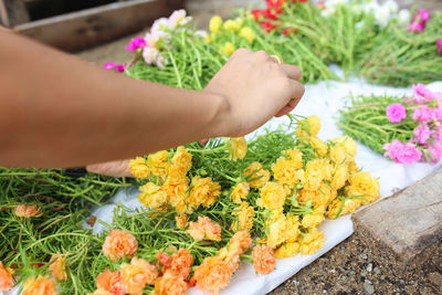 High angle view of person hand holding flowering plant