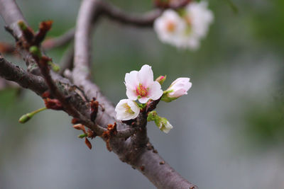 Close-up of cherry blossoms in spring