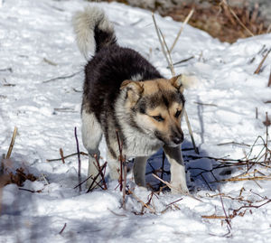 Dog on snow covered field