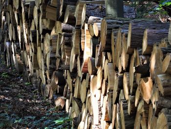 Close-up of logs in forest