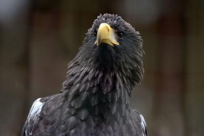 Close-up of eagle against blurred background