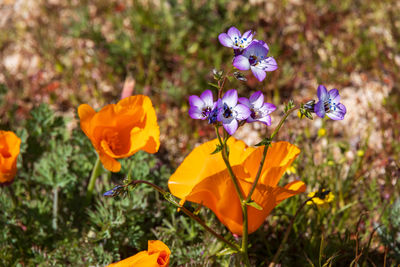 flowering plant