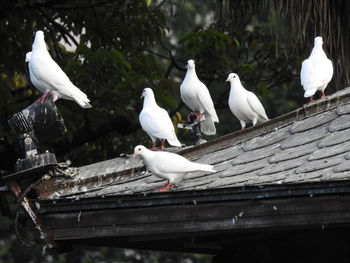 Seagulls perching on a roof