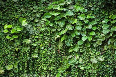 Close-up of ivy growing on tree