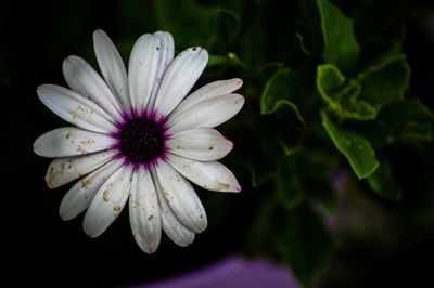 Close-up of purple flower