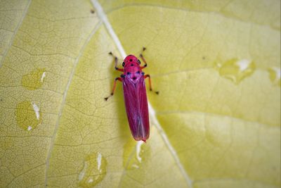 Dorsal view of common red leafhopper  on leaf