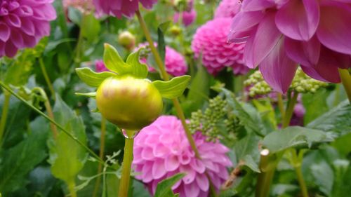 Close-up of pink flowers blooming outdoors