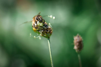 Close-up of insect on flower