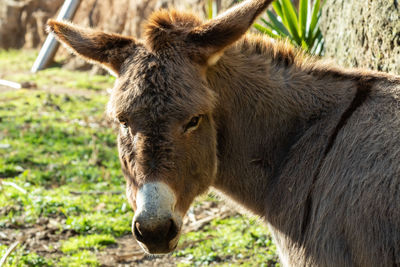 Close-up of a horse on field