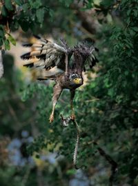 Close-up of a bird flying