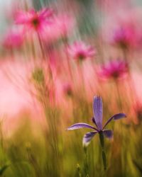 Close-up of pink flowering plant on field