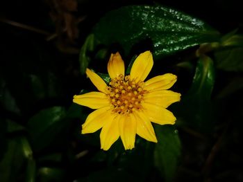 Close-up of yellow flower blooming outdoors