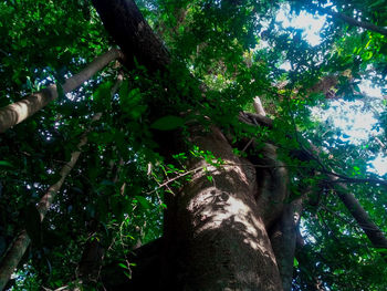 Low angle view of tree against sky