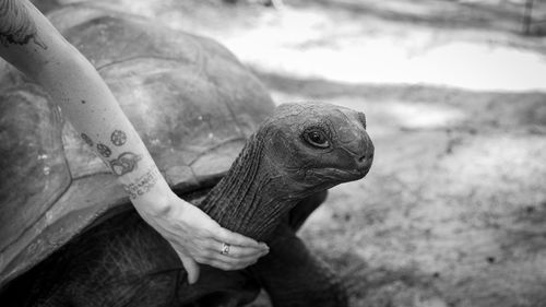 Close-up of hand touching turtle outdoors