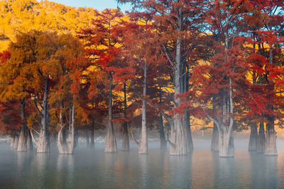 Scenic view of lake