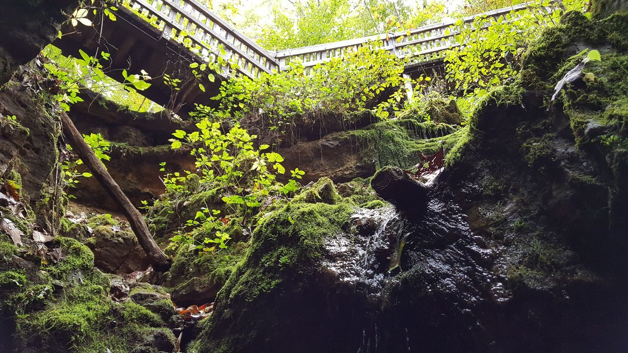 STREAM ALONG PLANTS IN FOREST