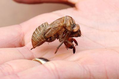 Cropped image of hand holding cicada