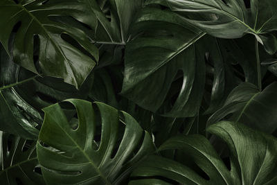 Close up nature view of green leaf. dark tropical nature concept