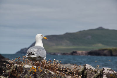 Seagull perching on rock by sea against sky