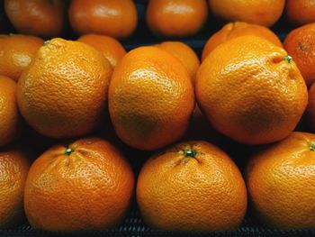 Group of happy oranges. 